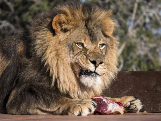 Una dieta senza carne e latticini funziona nel culturismo?